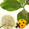 443/0 - Клеенка столовая на тканевой основе "Одуванчики с божьими коровками" 1,26х25м, ПВХ, в рулоне, Россия (цена за м/п)