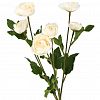 27815 - Цветок "Ранункулюс" цвет - кремовый, 66см, 6 цветков (Китай)
